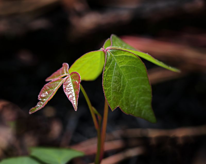 Poison Ivy Removal in Ventura County, CA
