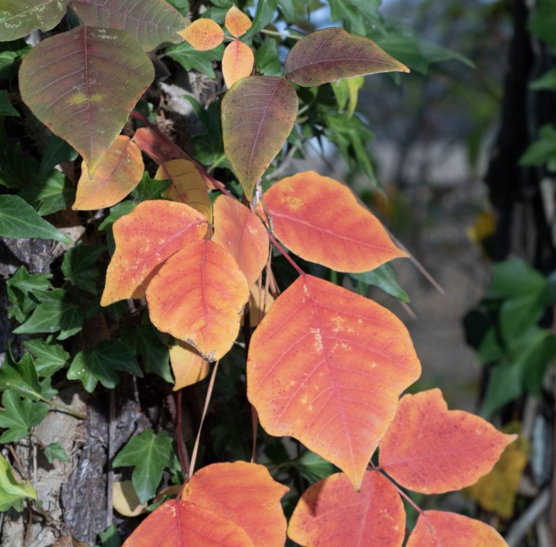 Poison Oak Removal in Lancaster County, PA